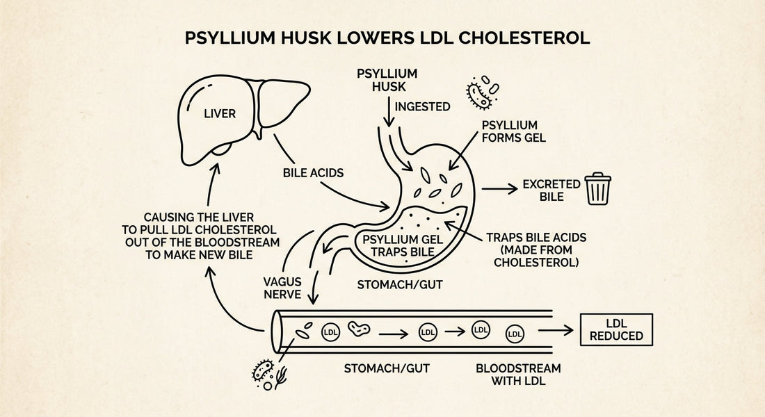 Does Psyllium Lower Cholesterol? What the Science Actually Shows