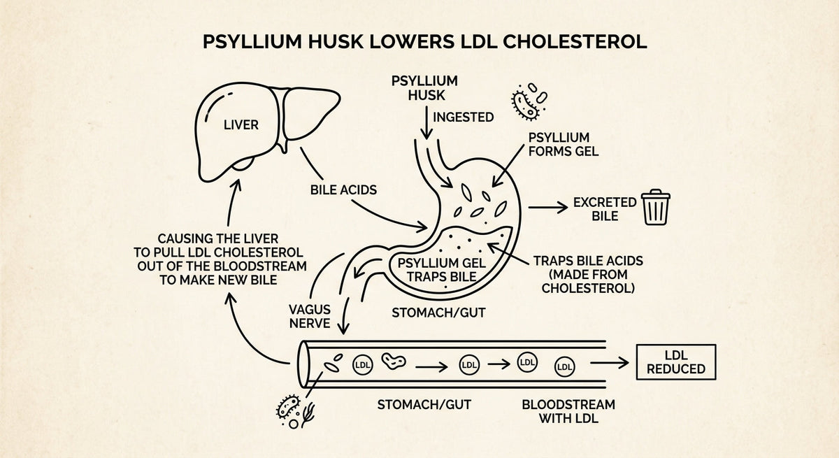 Does Psyllium Lower Cholesterol? What the Science Actually Shows