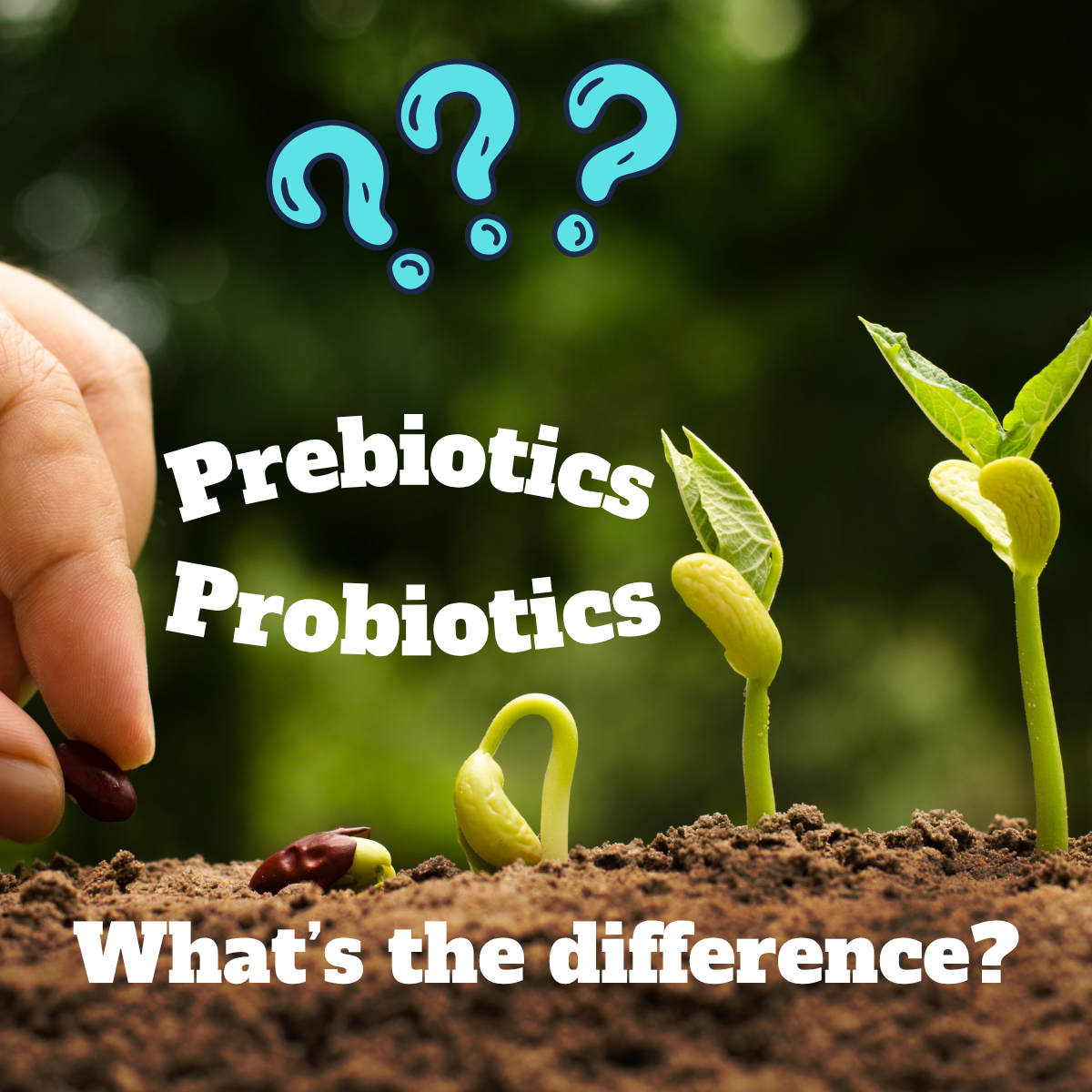 Prebiotic vs Probiotic: What's the Difference, and Why Mr. Regular Uses Solnul®