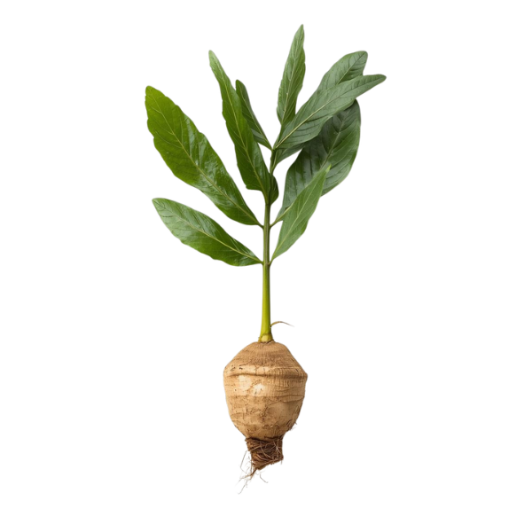 Chicory root, the source of Orafti inulin prebiotic fibre